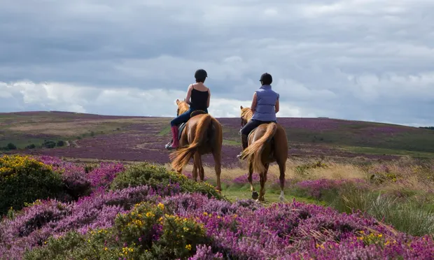 Ashdown Forest Horse Riding