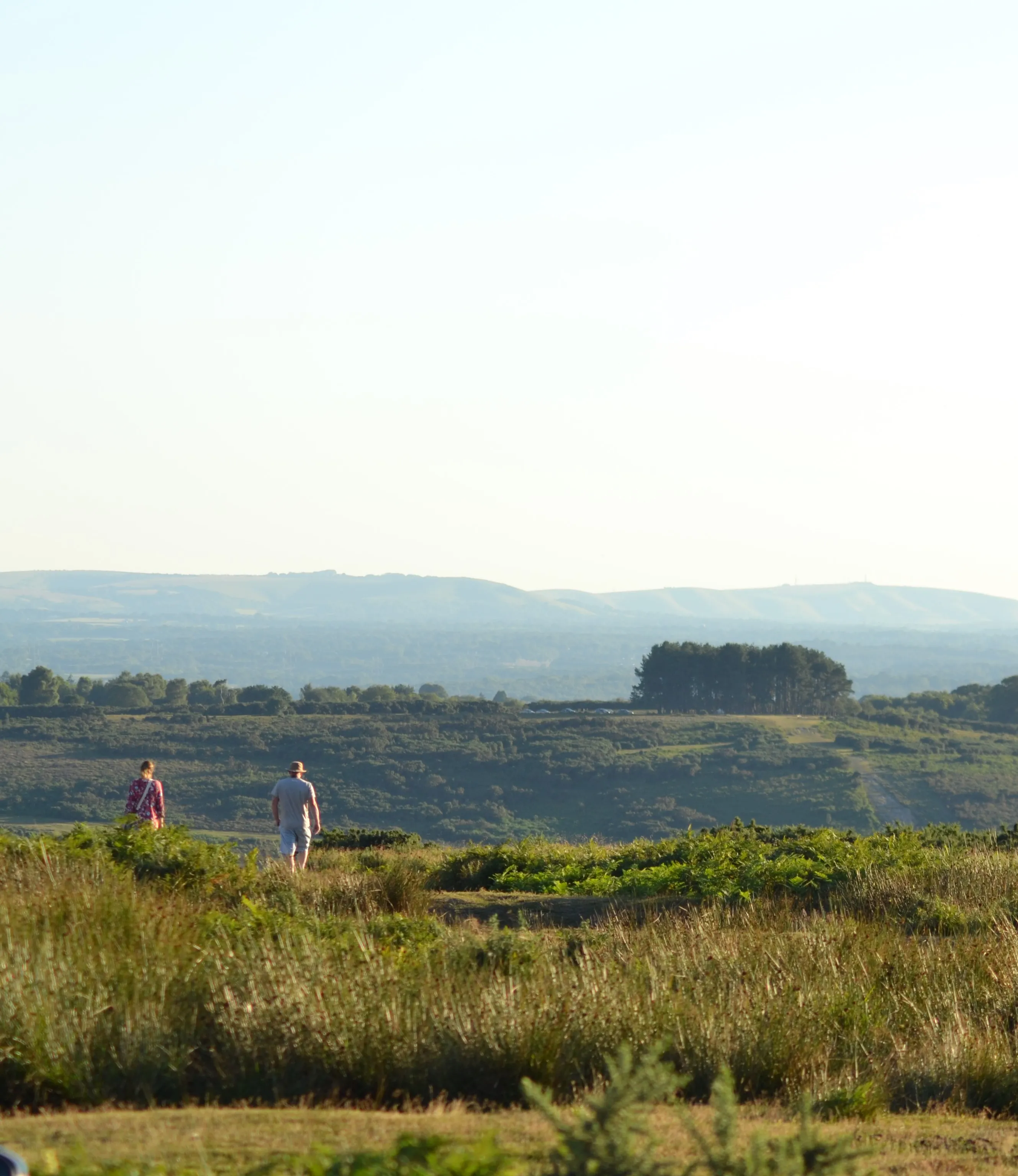 Ashdown Forest endless walks everytime something to discover